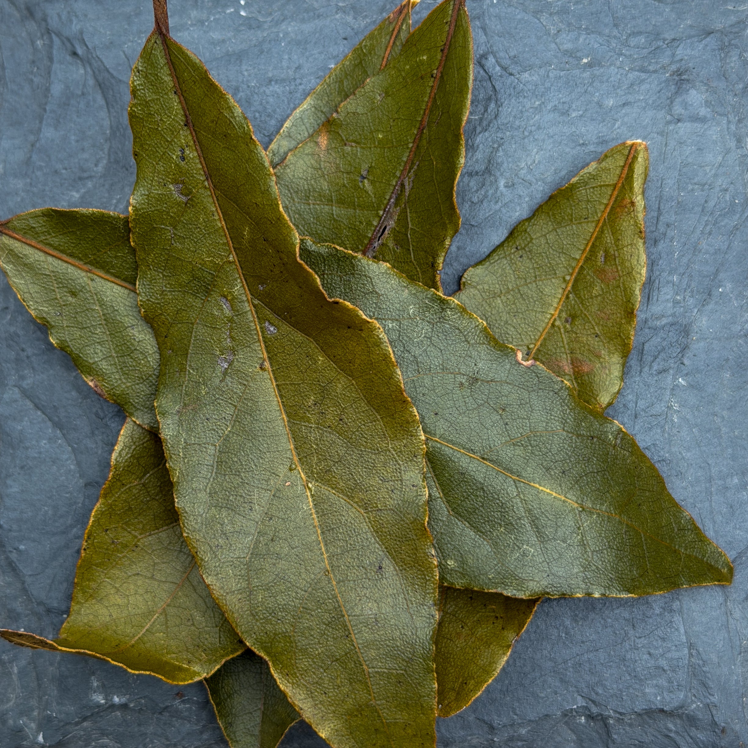 Bartlesville Bay Leaf